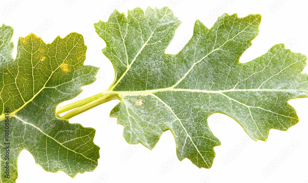 Close-up of a green leaf with visible veins and a white background. Close-up of a green leaf with visible veins and a white background.