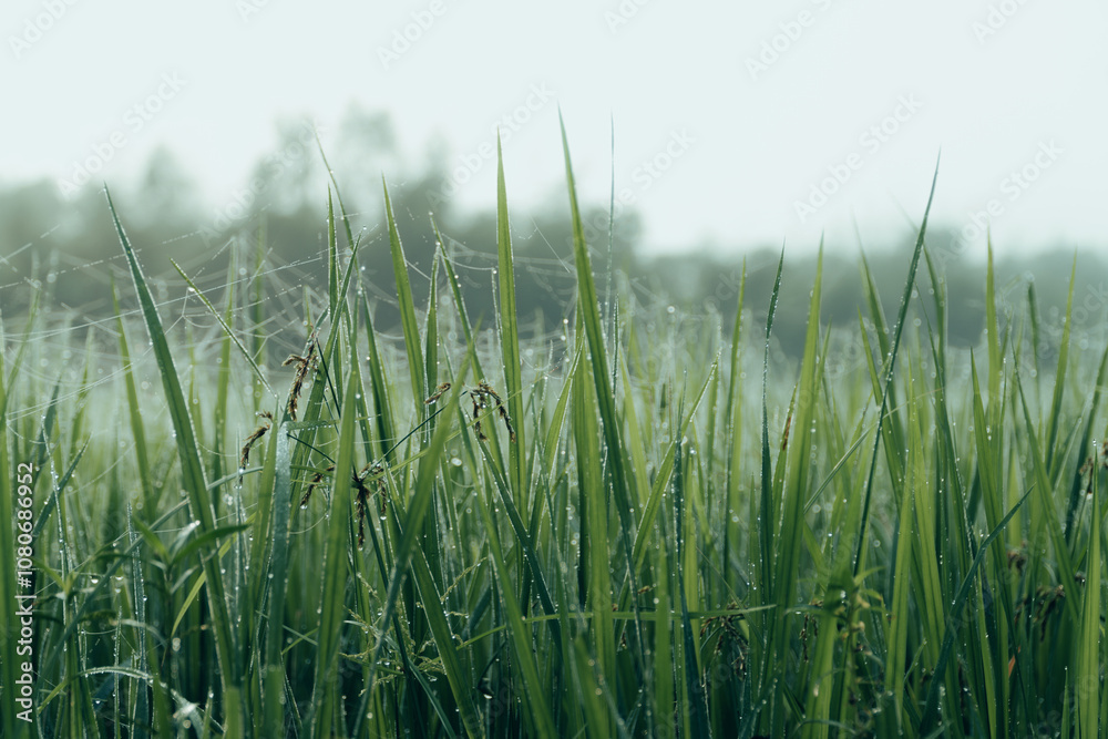 Obraz premium Winter Morning, beautiful environment, Misty mornings and golden fields, Morning, soft and serene