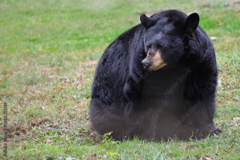 Fototapeta premium Black bear sitting on grass on a mountain slope