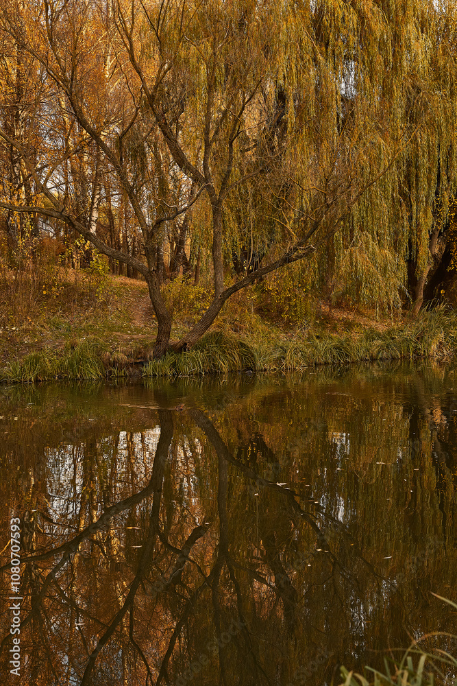 Wild autumn park and sunset, golden hour. Impressive view with river and ducks Wild autumn park and sunset, golden hour. Impressive view with river and ducks