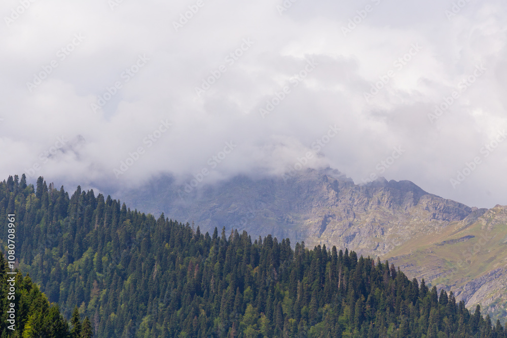 Panoramic view of the pine trees in the mountains against the background of white clouds
