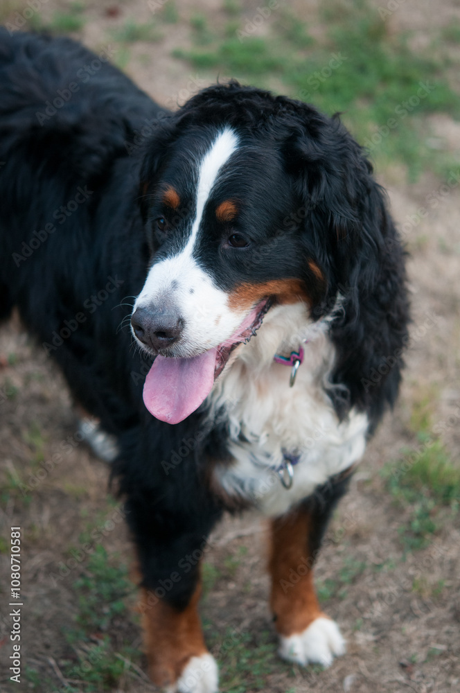 Bernese mountain dog standing with mouth open and tongue out Bernese mountain dog standing with mouth open and tongue out