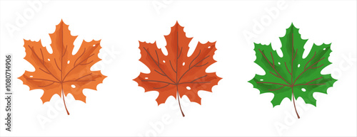 autumn maple leaf