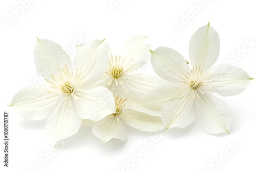 Clematis isolated on a white background, close up