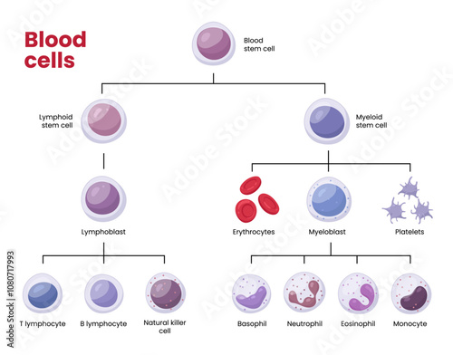 Vector types of blood cells. Erythrocytes, eosinophil, neutrophil, plateletes, leukocytes, lymphocytes, monocytes, basophil etc. Educational chart