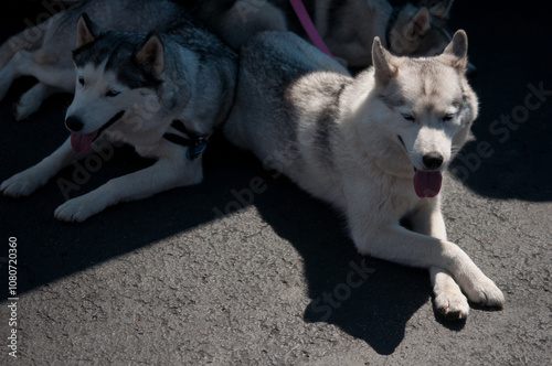 Three Siberian Husky dogs laying on the ground