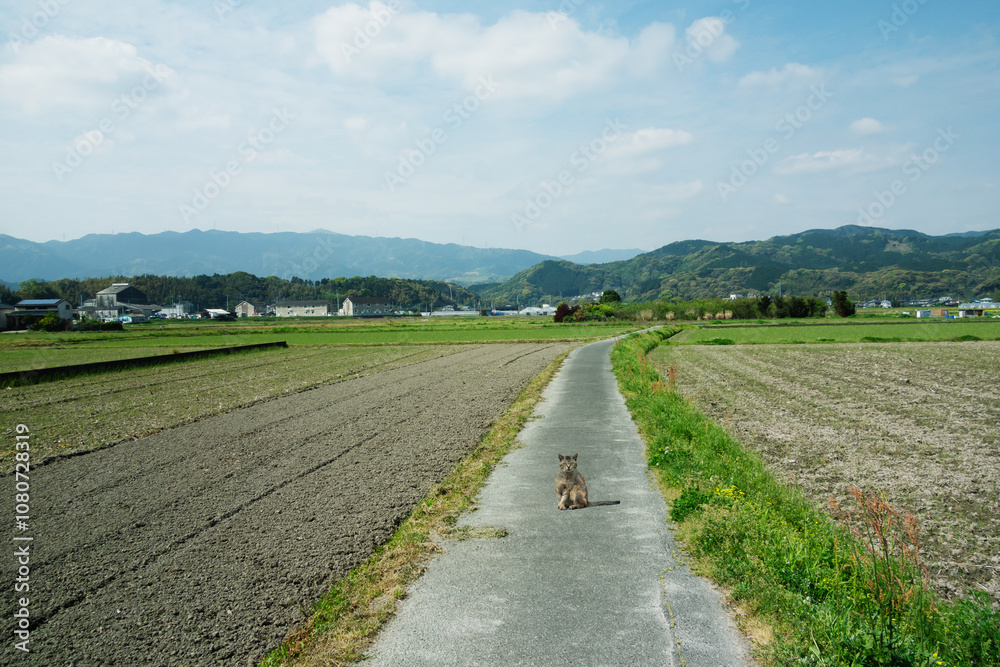 Fototapeta premium 畦道にたたずむ猫