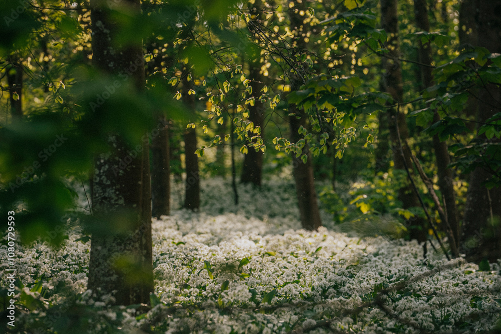 Fototapeta premium The forest full of white flowers on the ground and sunlight coming down through the trees