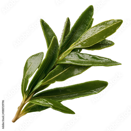 PNG of rosemary leaf isolate on transparent and white background photo