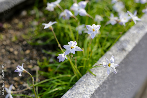 Ipheion Uniflorum or spring starflower photo