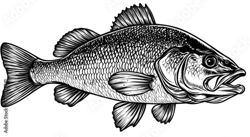 An illustration of a walleye fish silhouette in modern art