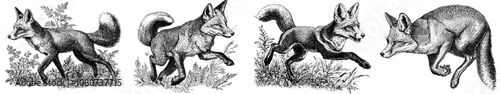 This sketch engraving is generated using generative AI raster illustration software, with the animal shown in a dynamic pose. This is an imitation scratchboard in black and white.