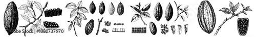 Handdrawn cacao plant illustration of chocolate and cocoa bean.
