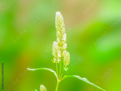 Close-up of a plant with green stems and leaves on top with long inflorescences and small buds with white tips. The background is blurred in light green. By emphasizing the tree as the center point. photo