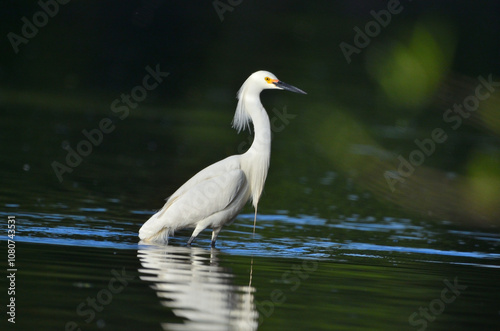 white egret (egretta thula), in Argentine Patagonia