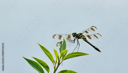 Beauty of dragonfly details in serene nature photo