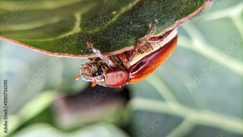 Close up and macro photo of the insect Serica brunnea or Hilyotrogus bicoloreus. Selective focus photo