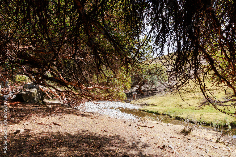 Queñual forest in Pampachiri in Andahuaylas. Peru