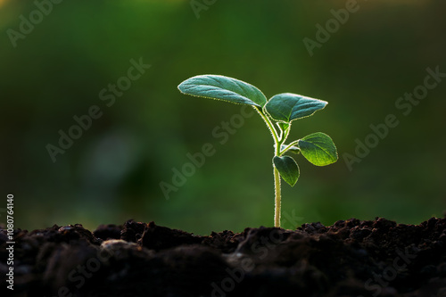A small plant is growing in the dirt