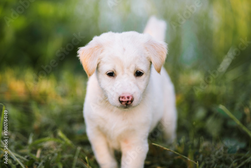 A small white dog is standing in a grassy field