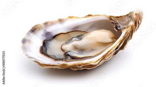 An exquisite open oyster showcasing its delicate interior against a pristine white background, emphasizing nature's artistry