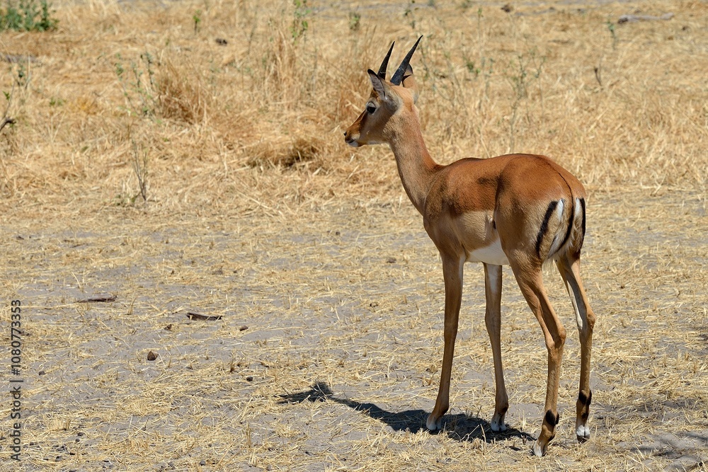 Impala standing on dry grassland looking into distance Impala standing on dry grassland looking into distance