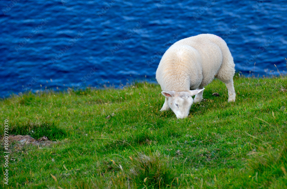 Sheep grazing on a green hillside near the ocean Sheep grazing on a green hillside near the ocean