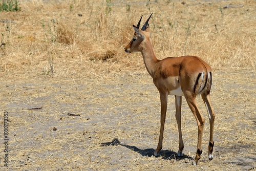 Impala standing on dry grassland looking into distance