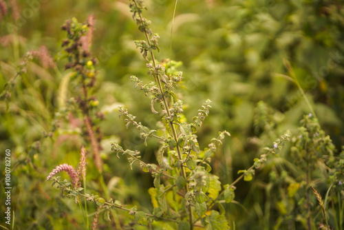 wild plants in green field, dry plant stems in agriculture land, rural greenery close-up, dry buds in natural landscape, countryside plants and leaves, dry flora in lush field stock photo.