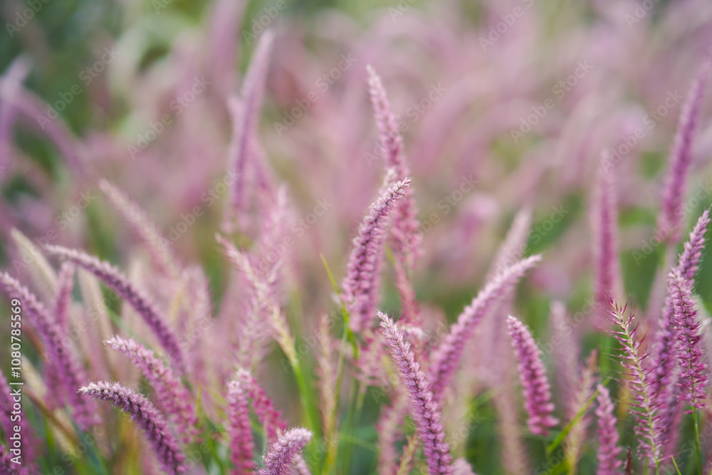 Pink Grass Blades in Nature, Close-Up of Beautiful Wild Grass, Serene Wild Grass in Bloom, Pink and Green Grass in Natural Habitat Stock Photo.
Pink Grass Blades in Nature, Close-Up of Beautiful Wild Grass, Serene Wild Grass in Bloom, Pink and Green Grass in Natural Habitat Stock Photo.