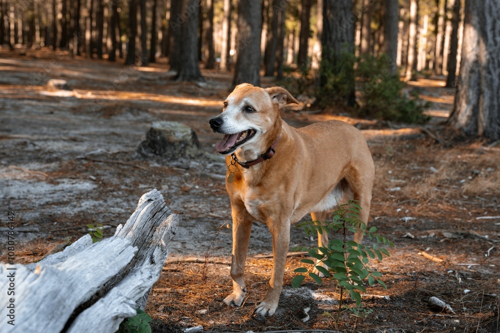 Blonde africanus dog standing in a sunlit forest, surrounded by tall trees and fallen logs Blonde africanus dog standing in a sunlit forest, surrounded by tall trees and fallen logs