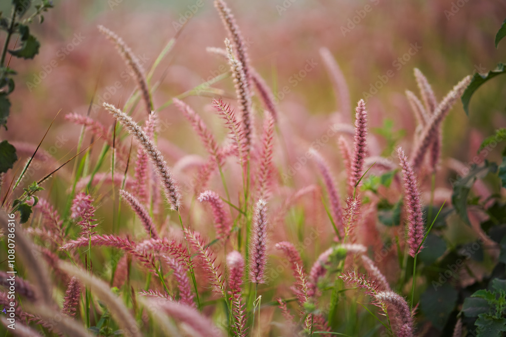 Pink Grass Blades in Nature, Close-Up of Beautiful Wild Grass, Serene Wild Grass in Bloom, Pink and Green Grass in Natural Habitat Stock Photo.
Pink Grass Blades in Nature, Close-Up of Beautiful Wild Grass, Serene Wild Grass in Bloom, Pink and Green Grass in Natural Habitat Stock Photo.