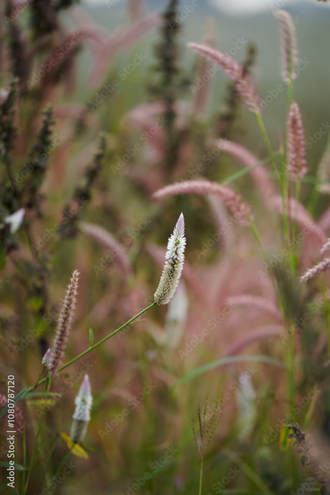 Pink Grass Blades in Nature, Close-Up of Beautiful Wild Grass, Serene Wild Grass in Bloom, Pink and Green Grass in Natural Habitat Stock Photo.
Pink Grass Blades in Nature, Close-Up of Beautiful Wild Grass, Serene Wild Grass in Bloom, Pink and Green Grass in Natural Habitat Stock Photo.