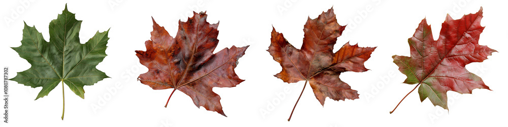 Naklejka premium PNG set of maple leaf isolate on transparent and white background