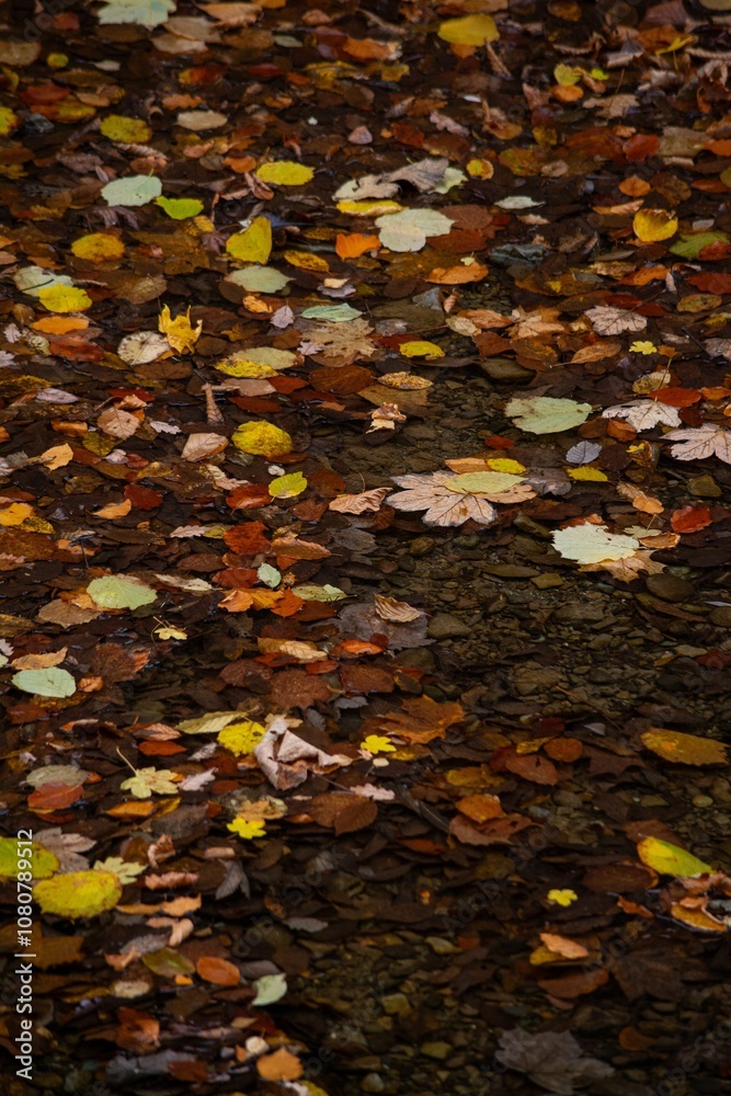 Autumn leaves floating on a serene water surface Autumn leaves floating on a serene water surface
