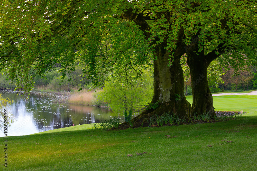 Fototapeta premium a green tree in a park with a blue lake in the background