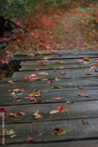 Autumn leaves on the ground. Red leaves on the wood. Colorful leaves