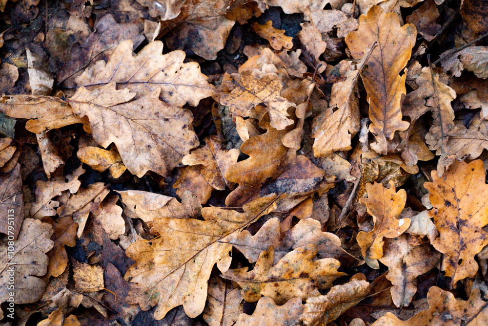 Close-Up of Fallen Oak Leaves Covering the Forest Floor in Autumn, Showcasing Natural Texture and Earthy Tones in a Woodland Environment
Close-Up of Fallen Oak Leaves Covering the Forest Floor in Autumn, Showcasing Natural Texture and Earthy Tones in a Woodland Environment