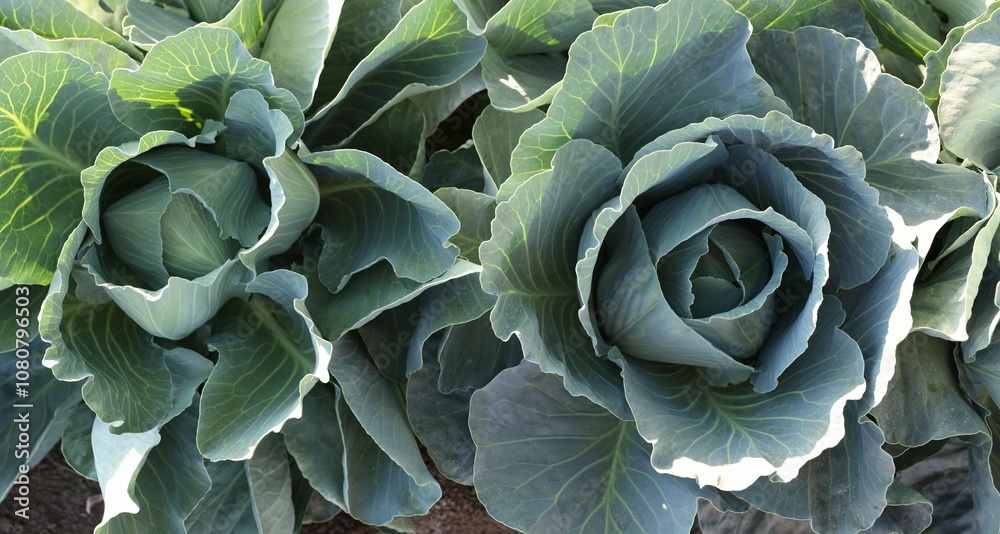 Obraz premium Green cabbages growing in field on sunny day, top view