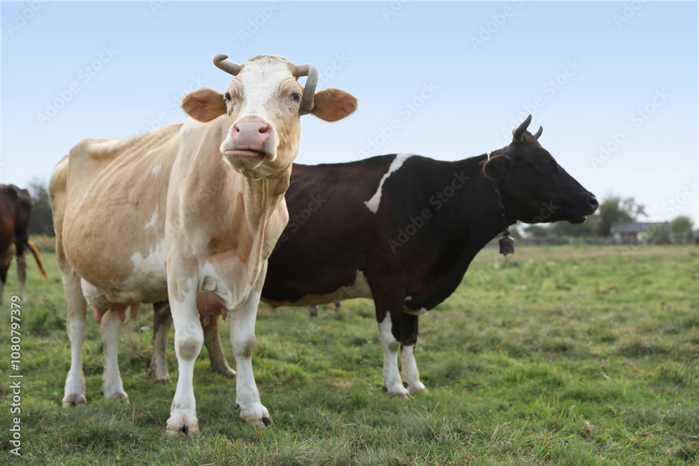 Beautiful cows grazing on green grass outdoors Beautiful cows grazing on green grass outdoors