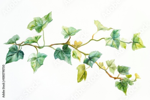 Hand-drawn Watercolor Illustration of Ivy Plant Set on White Background