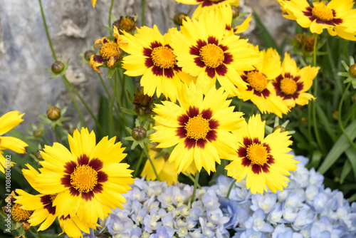 Beautiful Coreopsis grandiflora 'Sunkiss' flowers.