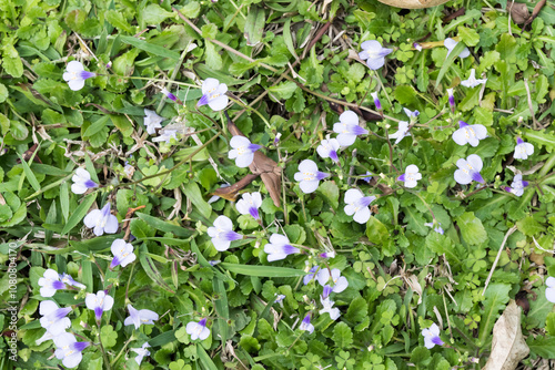 Beautiful Taiwan Mazus (Mazus fauriei) flowers. photo