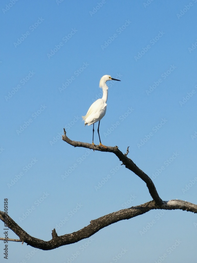 White snowy Egret bird on a branch with blue sky background White snowy Egret bird on a branch with blue sky background