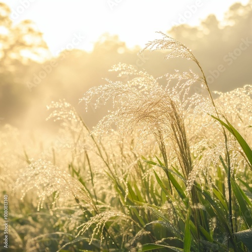 Dewey grass field in soft sunlight.