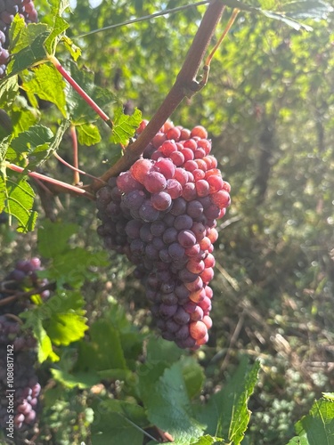 Vendanges