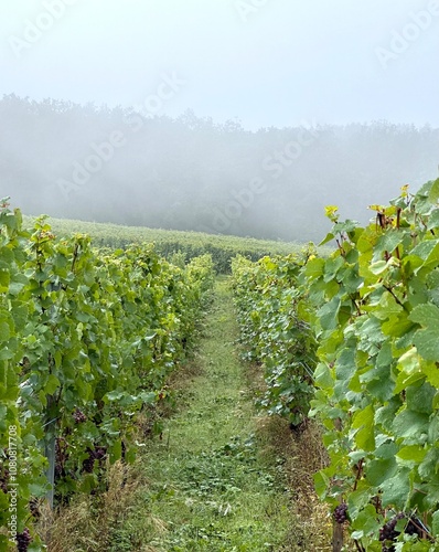 Vendanges