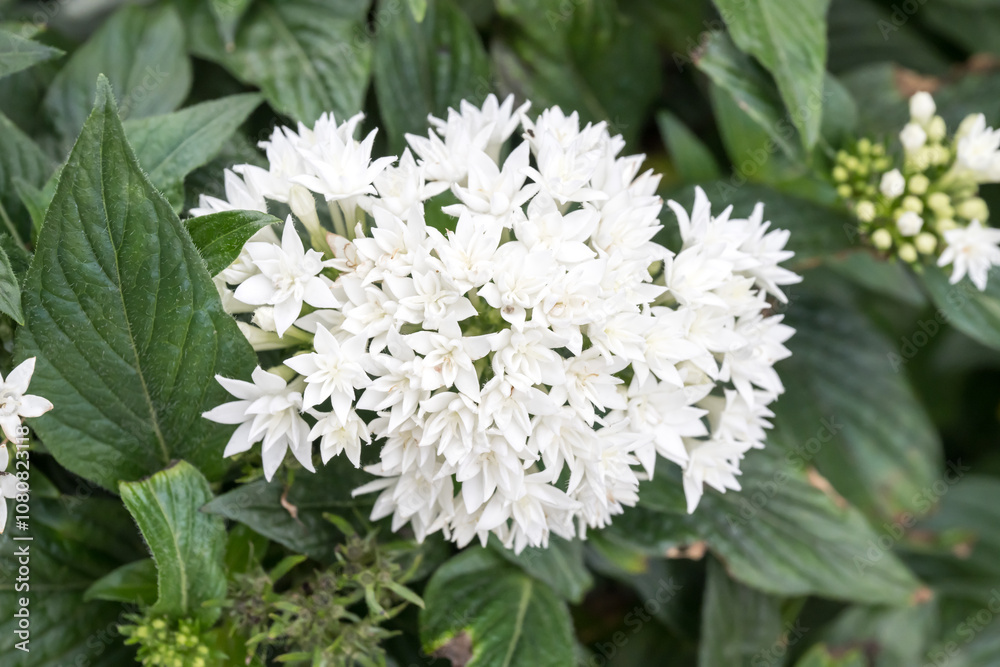 Beautiful Star Cluster (pentas lanceolata) flowers. Beautiful Star Cluster (pentas lanceolata) flowers.