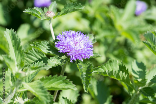 Beautiful Centratherum punctatum flower. photo