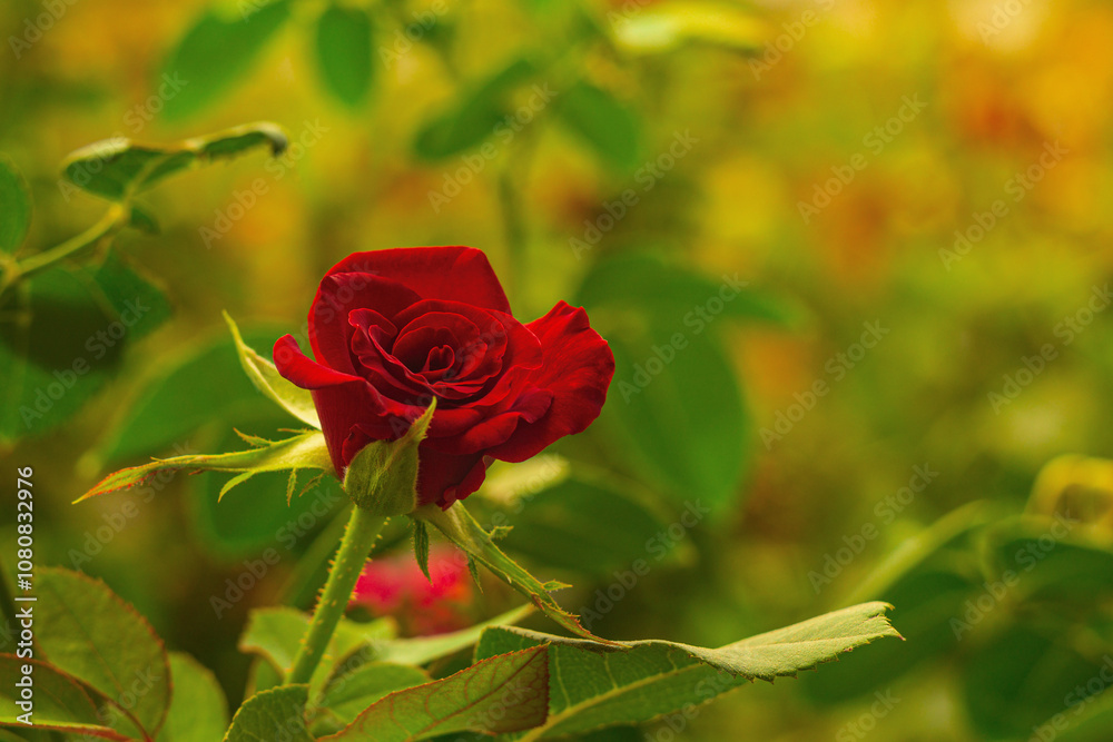 Beautiful bright red bud of a blooming rose at the beginning of the flowering period against the background of a blurred flower garden on a sunny day. Result of hard work of gardening, floriculture. Beautiful bright red bud of a blooming rose at the beginning of the flowering period against the background of a blurred flower garden on a sunny day. Result of hard work of gardening, floriculture.